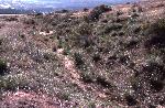 Oregon Trail Ruts