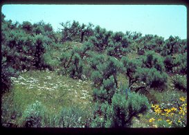 Sagebrush Sagebrush