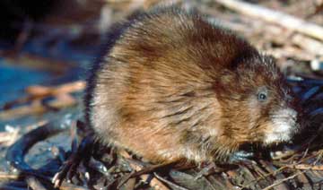 Modern Muskrat