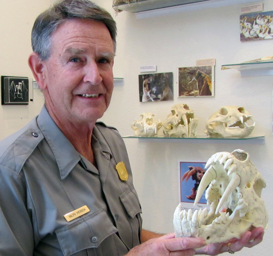 Ranger explains the differences between the sabertooth cat species.