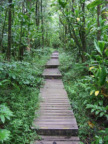 Pipiwai Trail