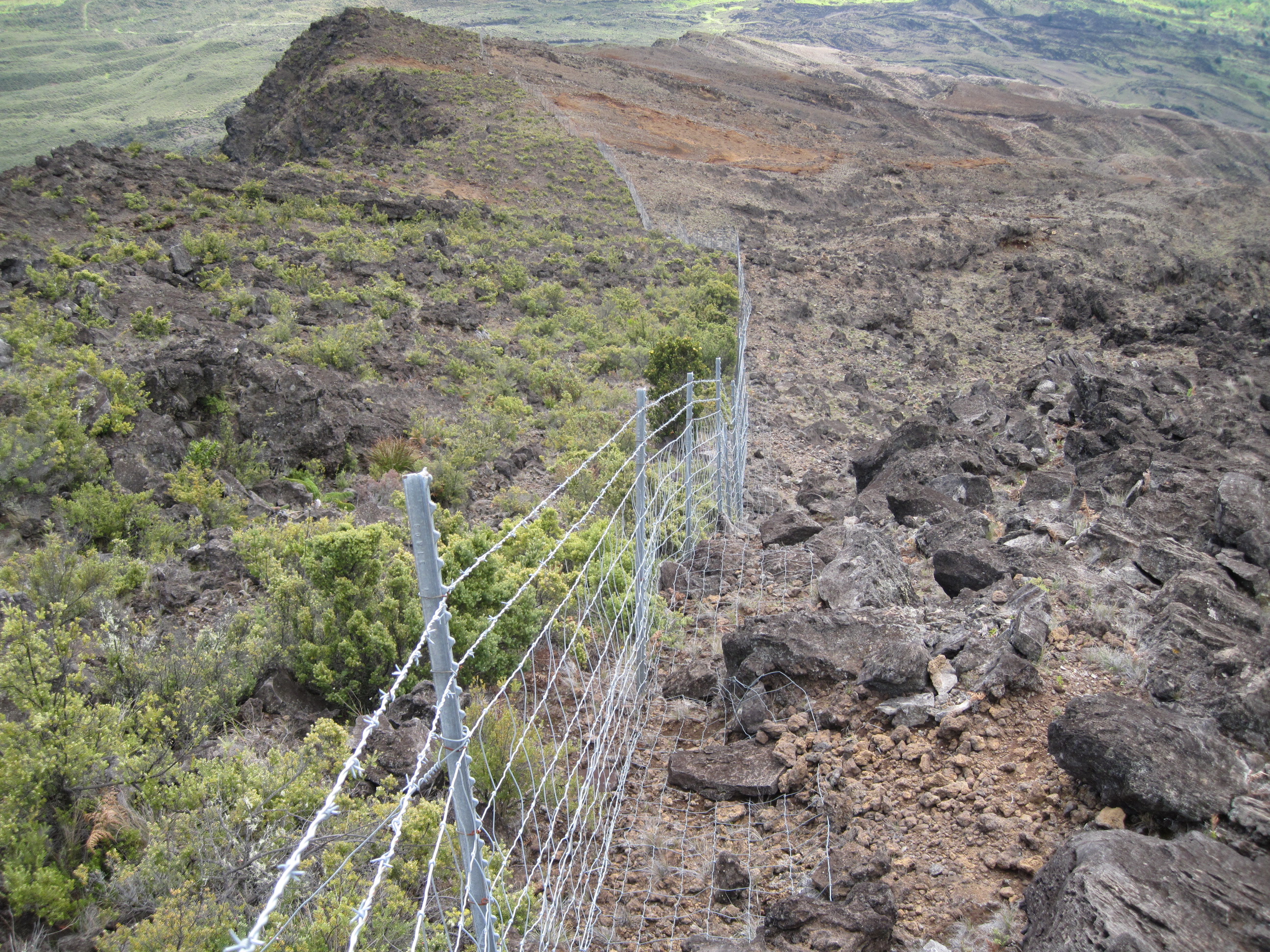Existing park boundary fence along the upper elevations near Nu'u and Kaupo Gap. Left side shows habitat recovery. Right side shows areas impacted by feral animals.