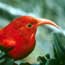 iiwi, a native Hawaiian honeycreeper