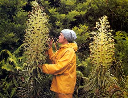 A park bio-tech checks a blossom of a Haleakala greensword