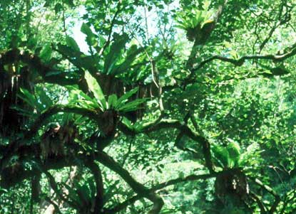 Bird nest ferns in Haleakala's rainforest
