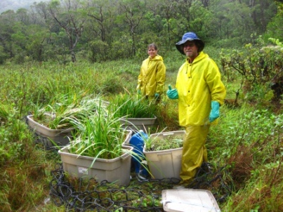 Outplanting Machaerina angustifolia 