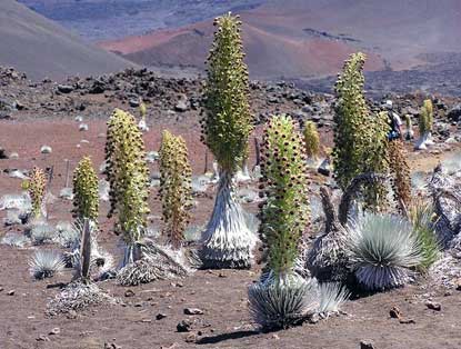 Haleakala silverswords in full bloom