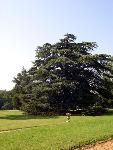 Cedar of Lebanon