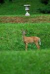deer in garden