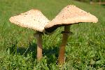 mushrooms