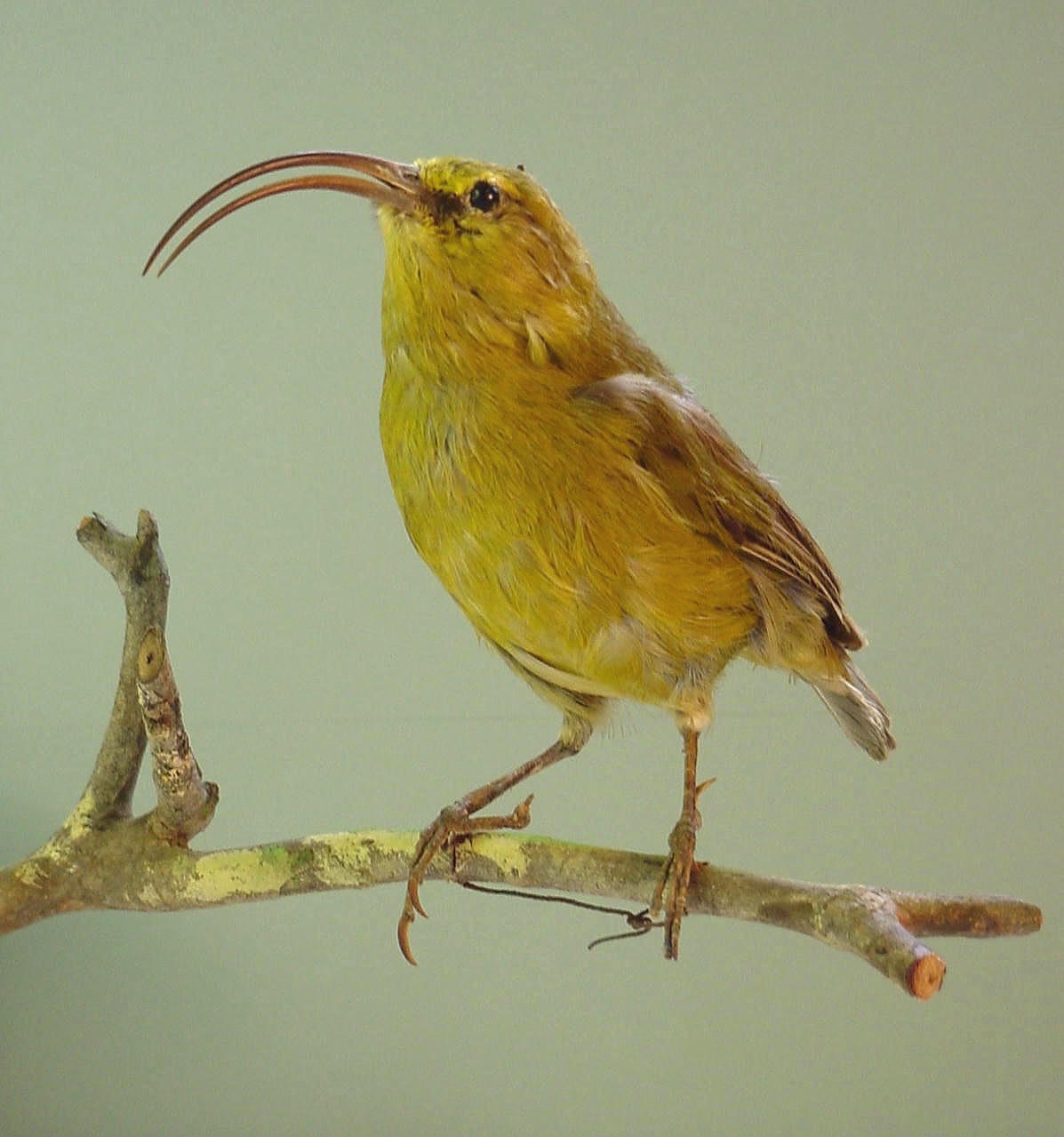 'Akialoa