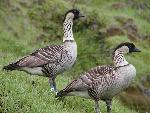 Pair of nene on a grassy hill