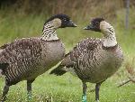 Nene pair