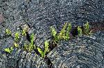 Ferns among the lava