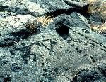Hawaiian petroglyphs
