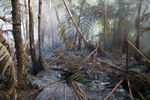 Lava flow destroys hapu`u tree fern forest Lava flow destroys hapu`u tree fern forest