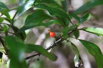 Pilo plant with a red berry