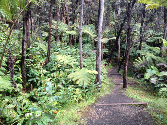 Halemaʻumaʻu Trail with invasive ginger on left