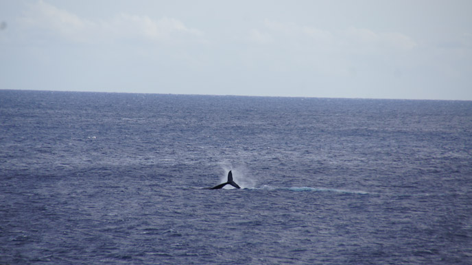 Humpback whale off Ka‘ena Point