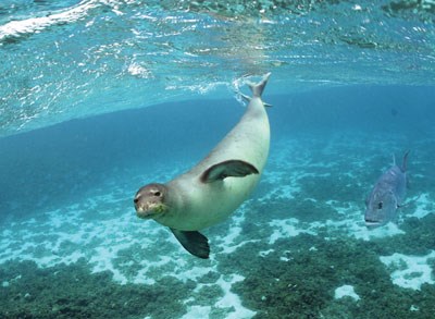 Hawaiian monk Seal