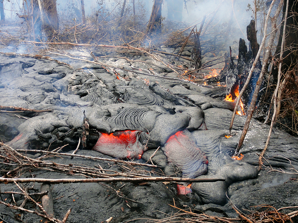 Pāhoehoe lava advancing through forest downslope of Pu‘u ‘Ō‘ō on November 20, 2014.