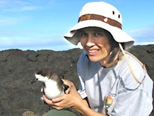 National Park Service ecologist Darcy Hu releases endangered Hawaiian petrel on the coast of Kilauea