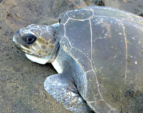 havo_pr_20110321_turtle