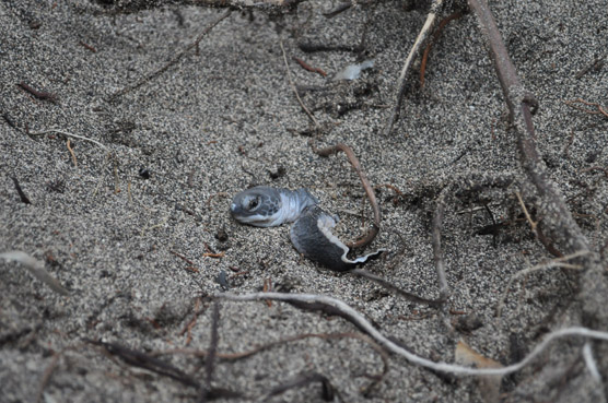 Honu Hatchling