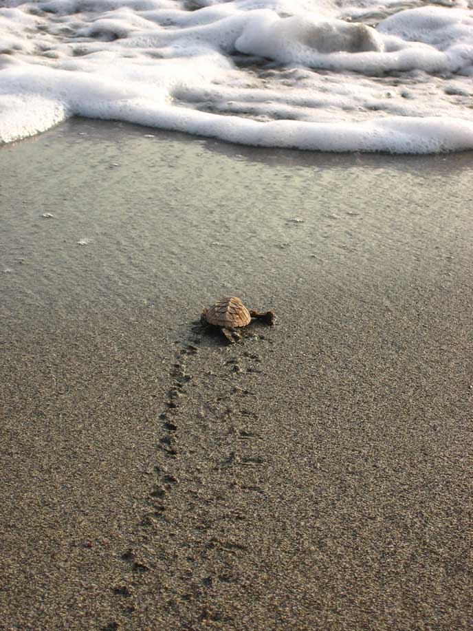 An endangered honu‘ea hatchling makes tracks towards the ocean