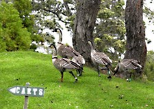 Devoted parents lead their brood to the 1st fairway at Volcano Golf and Country Club.