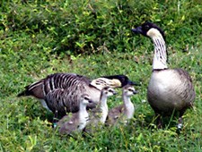 The first successful brood raised by this pair of five-year old nene.