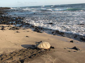 Rare Daytime Nesting Apua Hawksbill