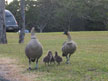Nene Family