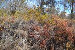 Dry Vegetation