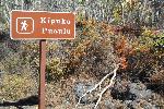 Kipukapuaulu