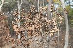 Dry, Dry Ohia