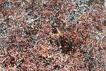 Dying Pukeawe