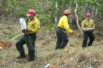 Firecrew Removing Cut Logs