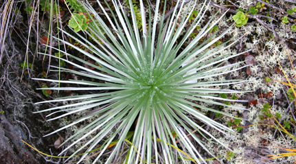 Photo of a silversword on the slopes of Mauna Loa.
