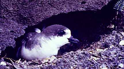 An `ua`u (Hawaiian petrel) peering from its burrow under a slab of lava.