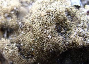 Closeup view of reticulite (lava foam)