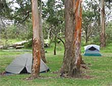 Tents in a grassy area under tall eucalyptus trees. Tents in a grassy area under tall eucalyptus trees.