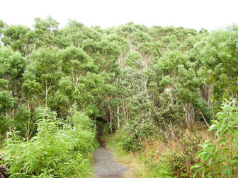 Koa Grove