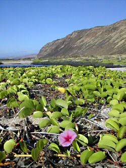 Seaside morning-glory or pohuehue is a purple flowering woody vine.