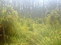 The rain forest at Nāpau