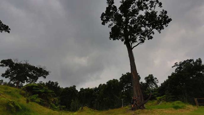 a large ‘ōhi‘a tree