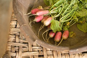 Red and white radishes with green tops in a bowl on a wicker chair.