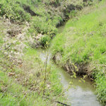 The shallow and muddy Hoover Creek travels between its green banks.
