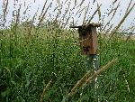 Bluebird house