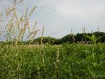 Prairie plants